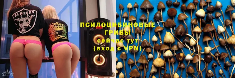 blacksprut как войти  где найти наркотики  Иннополис  Псилоцибиновые грибы Psilocybe 